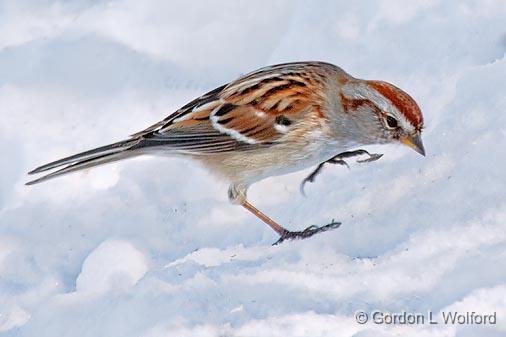 Sparrow On Snow_24381.jpg - American Tree Sparrow (Spizella arborea) photographed at Ottawa, Ontario, Canada.